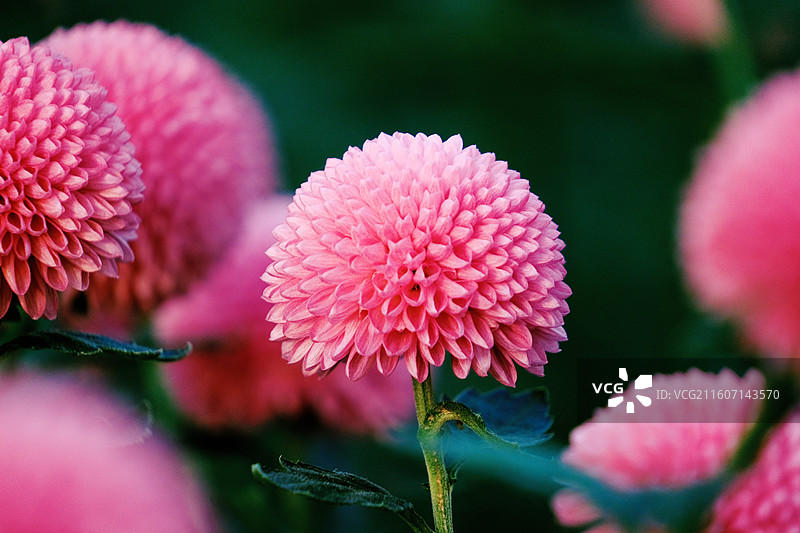 淮安文旅白马湖生态湿地公园十一月深秋初冬参观南农温室培育精品菊花多品种多视角组图图片素材