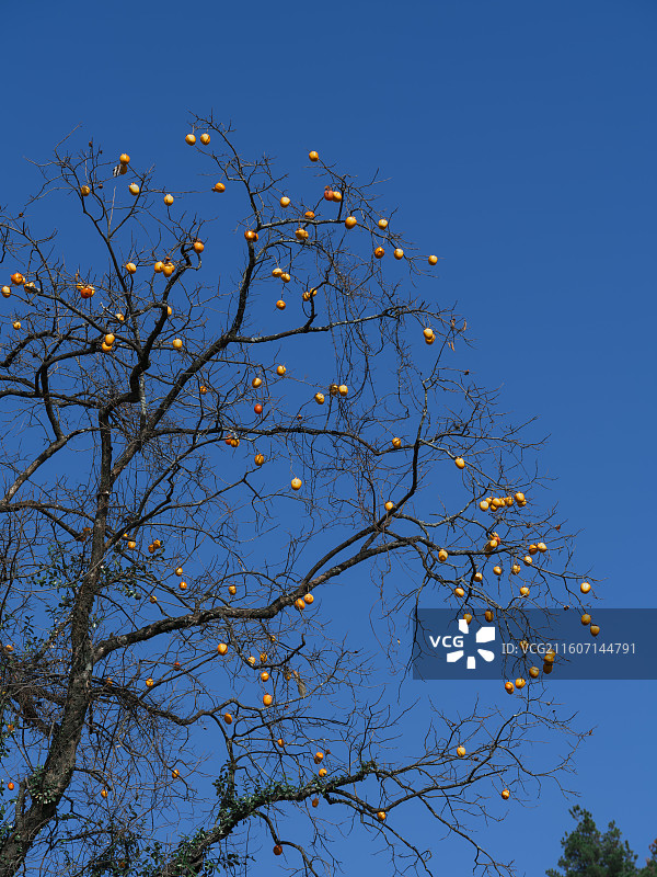 柿柿如意图片素材