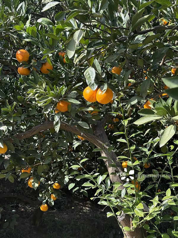嘉兴海盐南北湖风景名胜区北湖村橘园橘子树图片素材