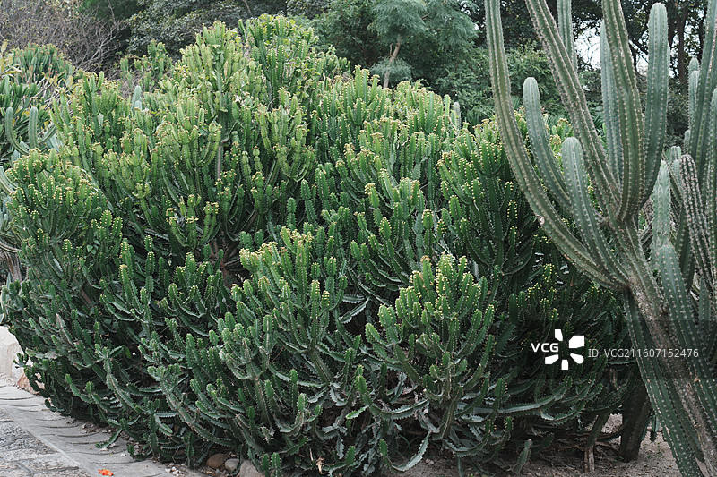 厦门园林植物园多肉植物区图片素材