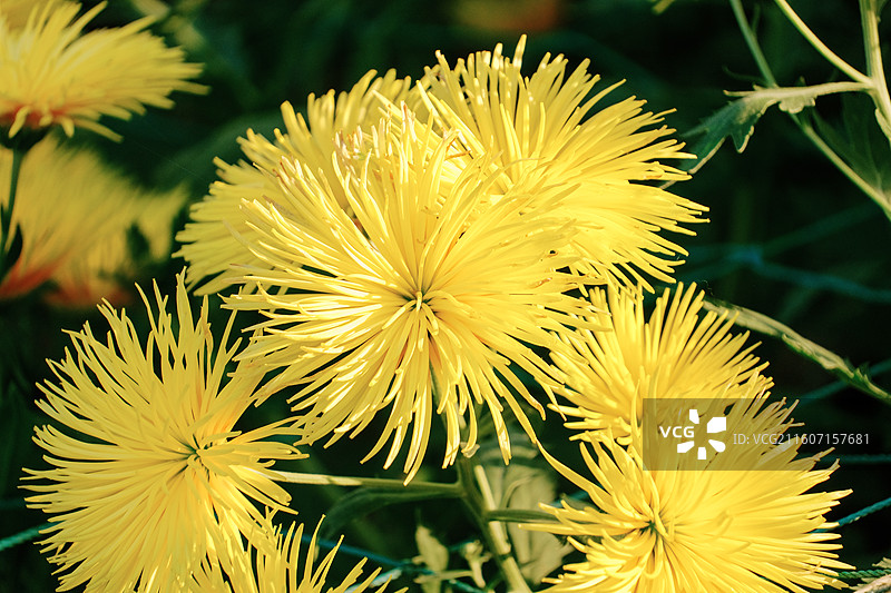 淮安文旅白马湖生态湿地公园十一月深秋初冬参观南农温室培育精品菊花多品种多视角组图图片素材