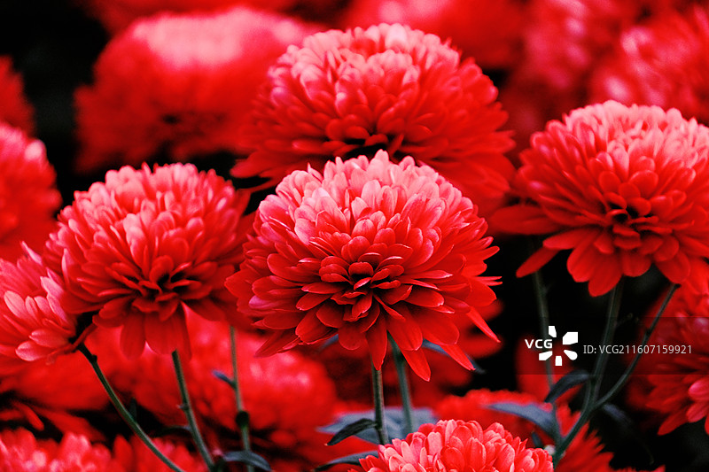 淮安文旅白马湖生态湿地公园十一月深秋初冬参观南农温室培育精品菊花多品种多视角组图图片素材