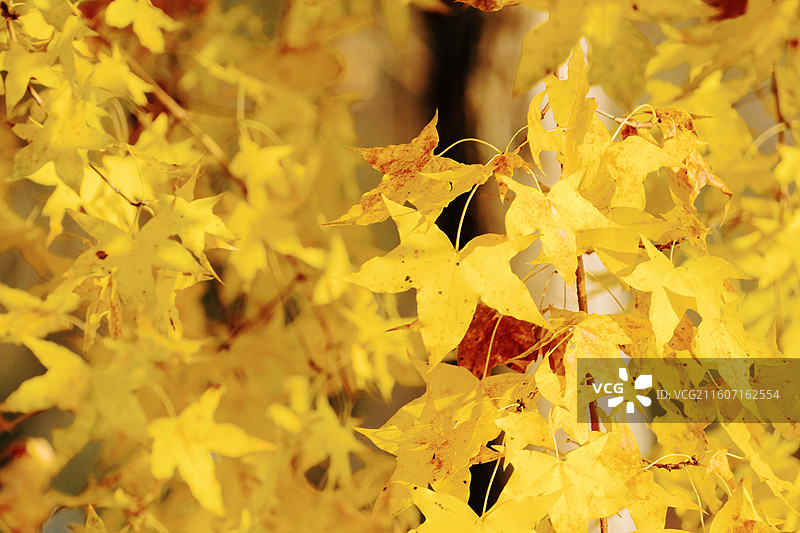 淮安文旅白马湖生态湿地公园十一月深秋初冬五角枫叶片在阳光的照射下呈现出漂亮的金黄色多视角组图图片素材