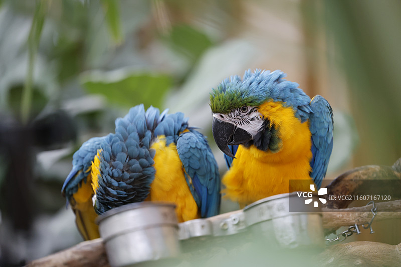 亚马逊鹦鹉、金刚鹦鹉、葵花鹦鹉、折衷鹦鹉、吸蜜鹦鹉、彩虹吸蜜鹦鹉、栗额金刚鹦鹉、粉红凤头鹦鹉、非洲灰图片素材
