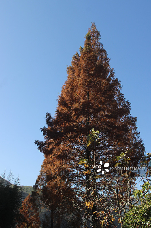 杭州 临安 神龙川风景区 秋天 山 森林 杉树 红杉 树 树林图片素材