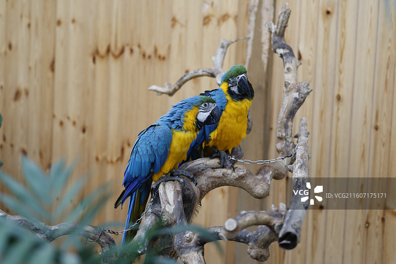 亚马逊鹦鹉、金刚鹦鹉、葵花鹦鹉、折衷鹦鹉、吸蜜鹦鹉、彩虹吸蜜鹦鹉、栗额金刚鹦鹉、粉红凤头鹦鹉、非洲灰图片素材