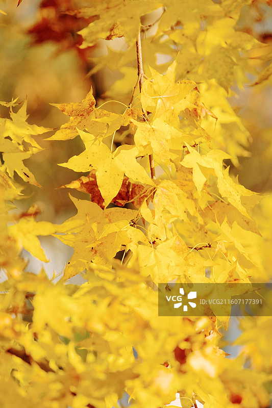 淮安文旅白马湖生态湿地公园十一月深秋初冬五角枫叶片在阳光的照射下呈现出漂亮的金黄色多视角组图图片素材