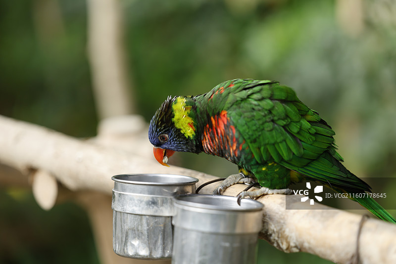 亚马逊鹦鹉、金刚鹦鹉、葵花鹦鹉、折衷鹦鹉、吸蜜鹦鹉、彩虹吸蜜鹦鹉、栗额金刚鹦鹉、粉红凤头鹦鹉、非洲灰图片素材