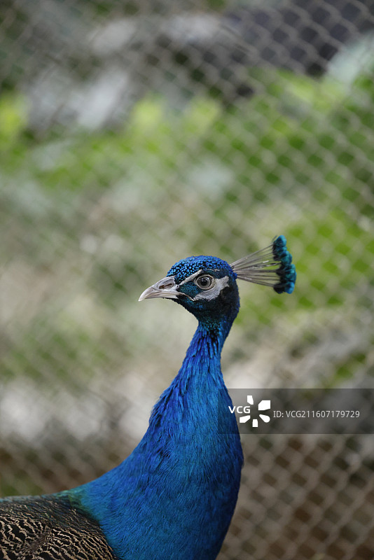 孔雀、蓝孔雀、绿孔雀、动物、飞禽、飞鸟、家禽图片素材