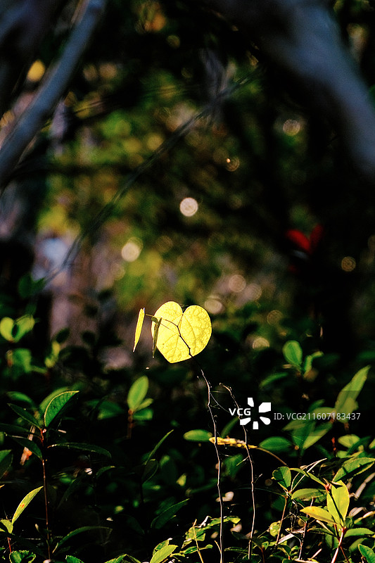 淮安文旅白马湖生态湿地公园十一月深秋初冬拍摄到的千金藤爱心型叶片在阳光照射下呈现出通透的金色光芒图片素材