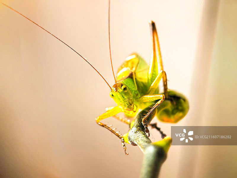 《翠肢金芒》         翠身裹金芒，纤须探微光，微距凝住蝈蝈的鲜活肌理，以小见大藏尽自然生机。图片素材