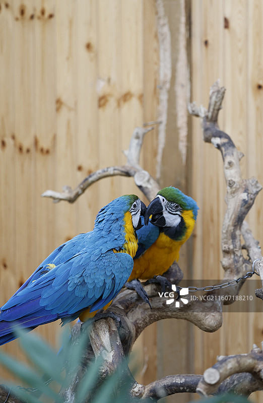 亚马逊鹦鹉、金刚鹦鹉、葵花鹦鹉、折衷鹦鹉、吸蜜鹦鹉、彩虹吸蜜鹦鹉、栗额金刚鹦鹉、粉红凤头鹦鹉、非洲灰图片素材