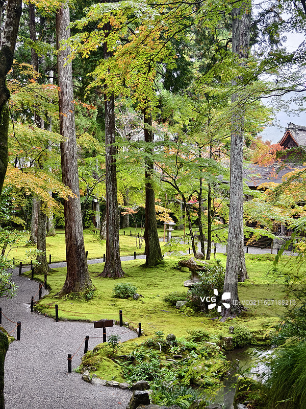 三千院青翠笔直的林木，在古寺光影间舒展绿意，静谧而富有禅意。图片素材