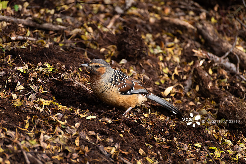 地面觅食的大噪鹛图片素材