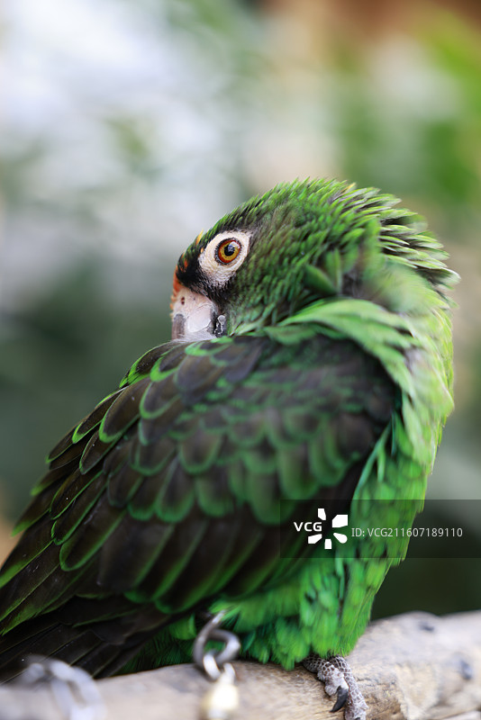 亚马逊鹦鹉、金刚鹦鹉、葵花鹦鹉、折衷鹦鹉、吸蜜鹦鹉、彩虹吸蜜鹦鹉、栗额金刚鹦鹉、粉红凤头鹦鹉、非洲灰图片素材