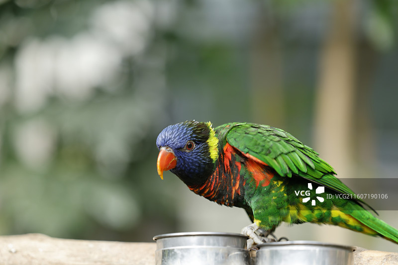 亚马逊鹦鹉、金刚鹦鹉、葵花鹦鹉、折衷鹦鹉、吸蜜鹦鹉、彩虹吸蜜鹦鹉、栗额金刚鹦鹉、粉红凤头鹦鹉、非洲灰图片素材