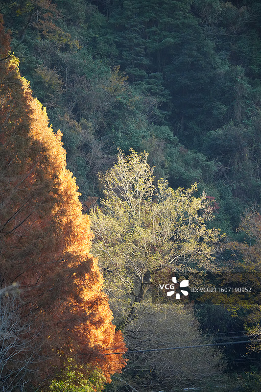 杭州 临安 神龙川风景区 秋天 山 森林图片素材