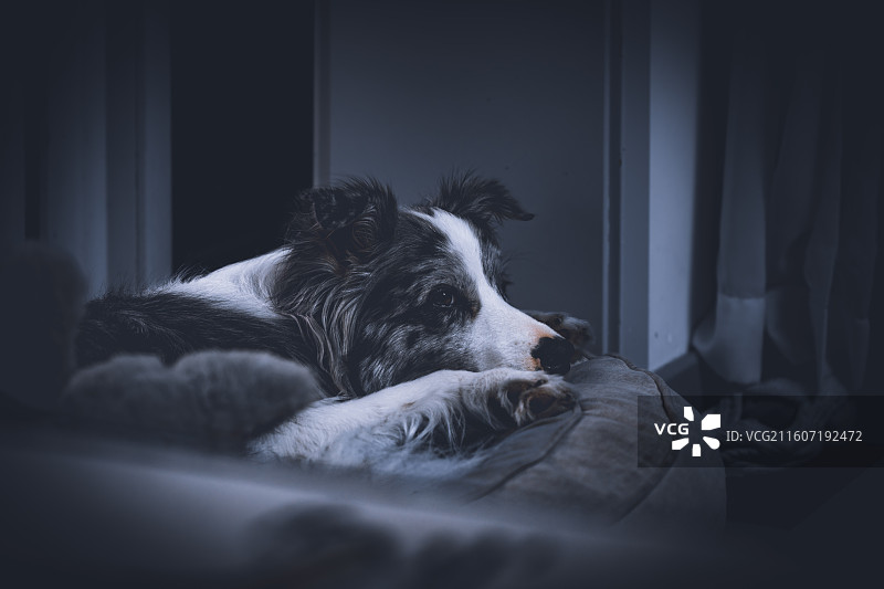 休息中的狗狗被吵醒图片素材