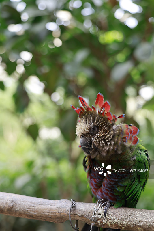 亚马逊鹦鹉、金刚鹦鹉、葵花鹦鹉、折衷鹦鹉、吸蜜鹦鹉、彩虹吸蜜鹦鹉、栗额金刚鹦鹉、粉红凤头鹦鹉、非洲灰图片素材