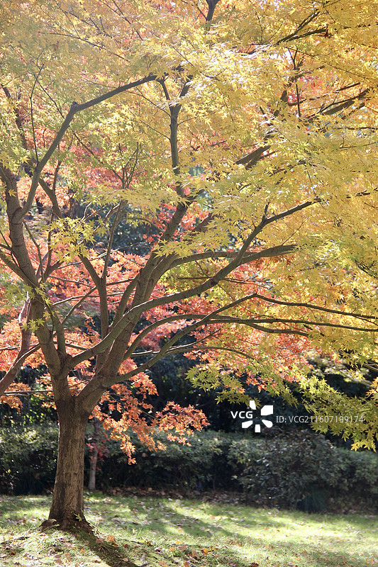 上海瑞金洲际酒店黄色枫树图片素材