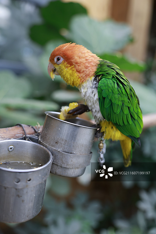 亚马逊鹦鹉、金刚鹦鹉、葵花鹦鹉、折衷鹦鹉、吸蜜鹦鹉、彩虹吸蜜鹦鹉、栗额金刚鹦鹉、粉红凤头鹦鹉、非洲灰图片素材