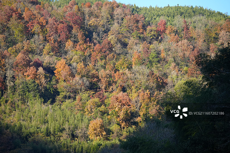杭州 临安 神龙川风景区 秋天 山 森林图片素材