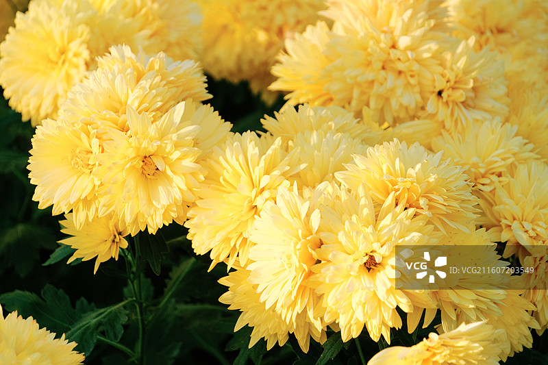 淮安文旅白马湖生态湿地公园十一月深秋初冬参观南农温室培育精品菊花多品种多视角组图图片素材