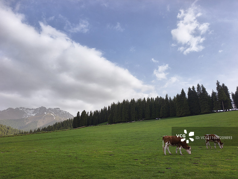 新疆江布拉克景区图片素材