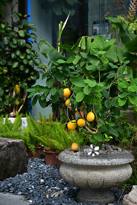 光影下庭院中的柠檬盆栽景观图片素材