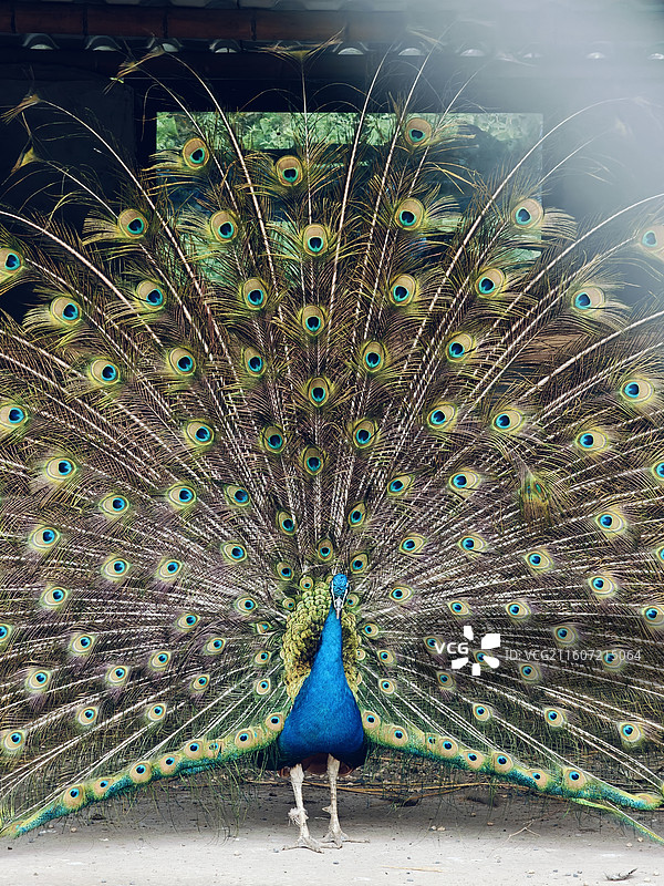 孔雀开屏图片素材