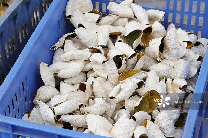 广东江门新会陈皮茶枝柑果皮图片素材