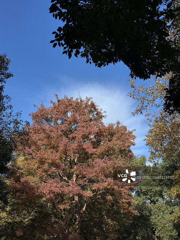 共青森林公园·秋意图片素材