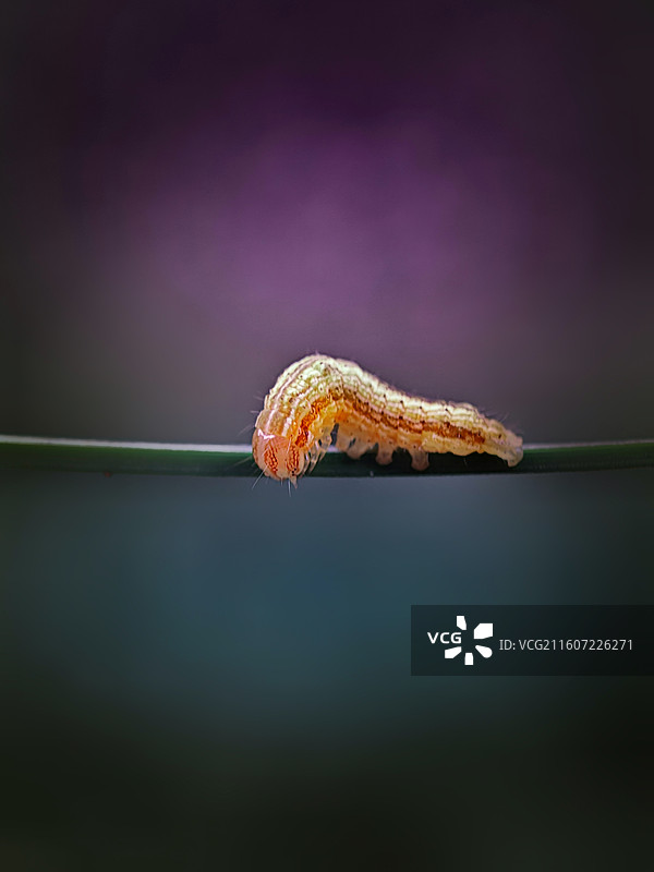 小幼幼图片素材