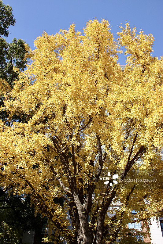 上海瑞金洲际酒店百年黄色银杏树图片素材