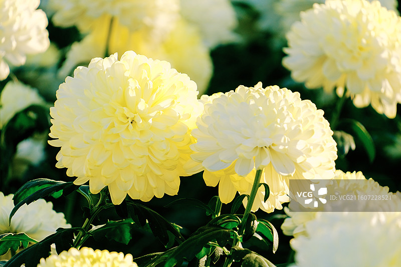 淮安文旅白马湖生态湿地公园十一月深秋初冬参观南农温室培育精品菊花多品种多视角组图图片素材