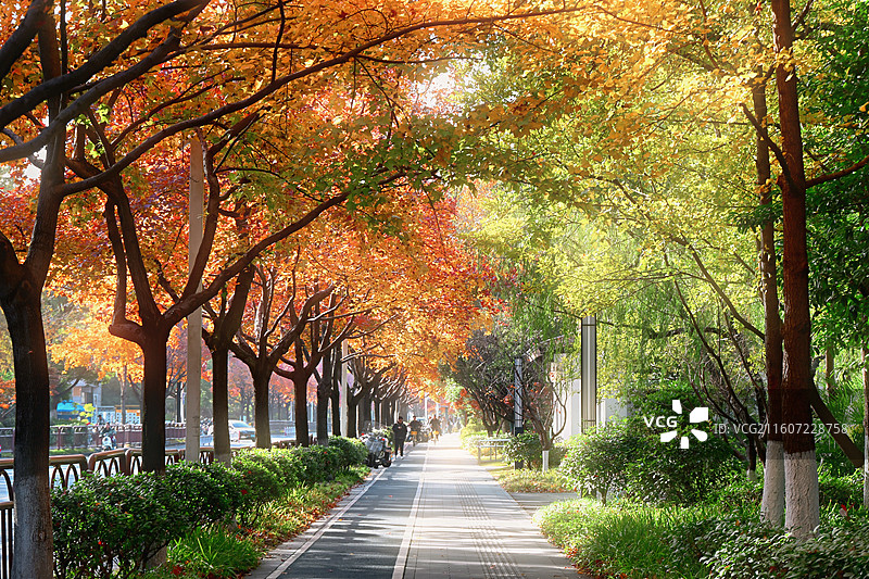 杭州下沙学林街枫叶下的林荫小道图片素材