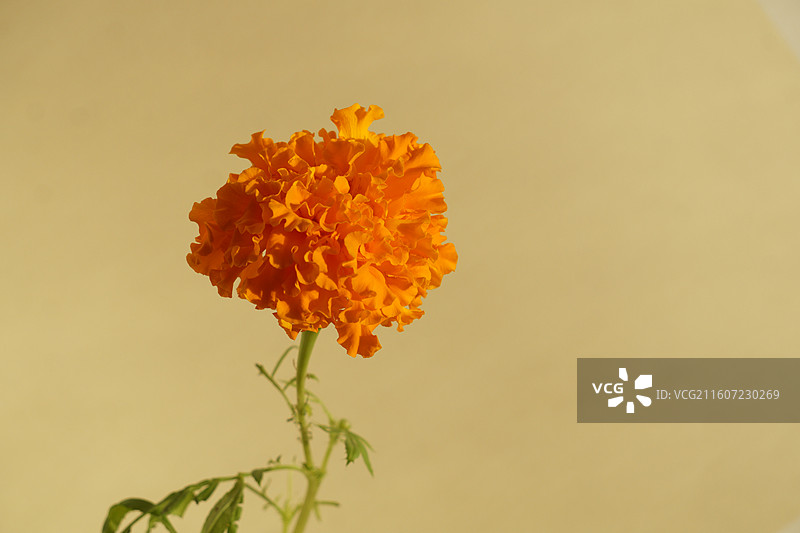 一朵花图片素材