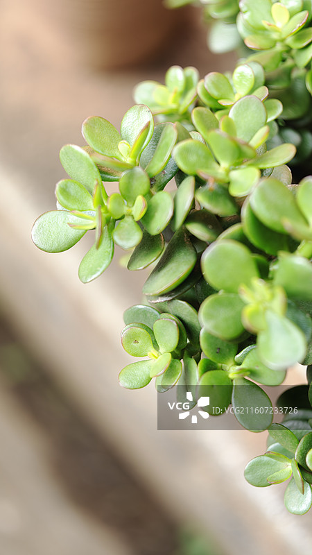昆明法定寺内的多肉植物图片素材