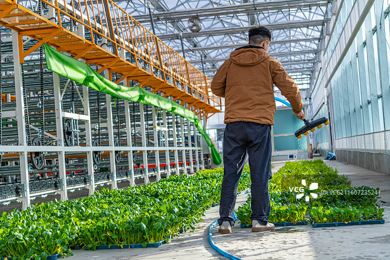 新疆 乌鲁木齐 米东区  育苗工厂 温室大棚图片素材