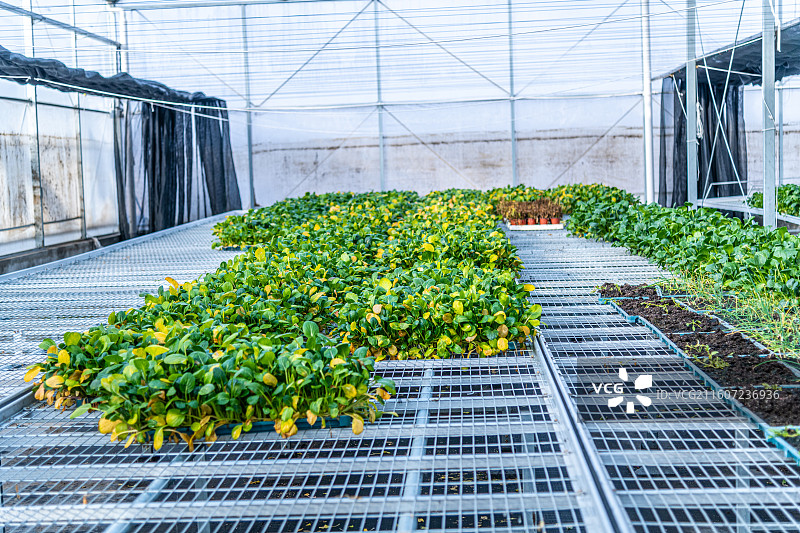 新疆 乌鲁木齐 米东区  育苗工厂 温室大棚图片素材