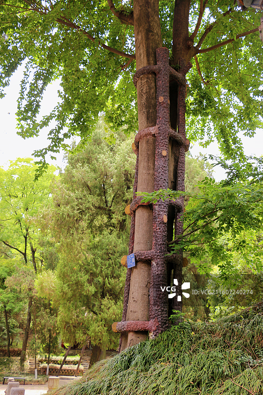 汉中勉县武侯墓，封土堆上长有一棵黄桂树，据说是诸葛亮的妻子黄月英为了能陪伴诸葛亮，仙逝后化身的黄桂树图片素材