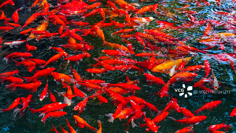 国家植物园秋色怡人图片素材