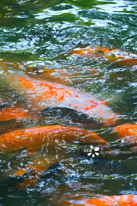 中国野生动物野外动物拍摄主题，鱼池鱼塘里五颜六色的锦鲤正在觅食，户外白昼无人图像摄影图片素材