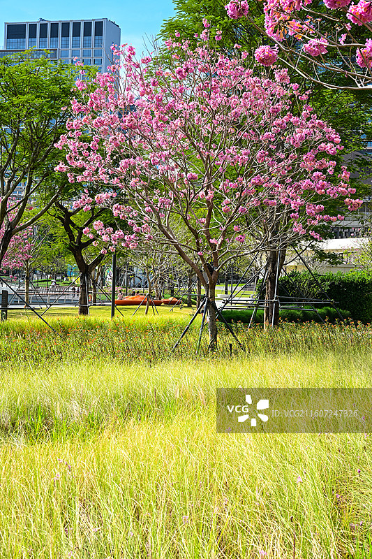 深圳太子湾公园粉色繁花与草地景观图片素材
