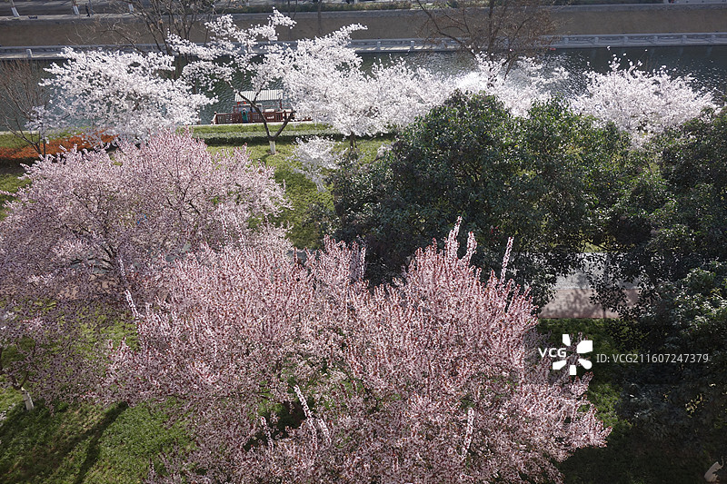 陕西西安明城墙西安城墙：小东门外中山门外环城公园：染井吉野东京樱花和红叶李紫叶李盛开图片素材