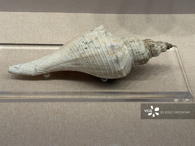 右旋法螺，乐器，哈斯巴更丝绸之路音乐文化艺术馆藏图片素材