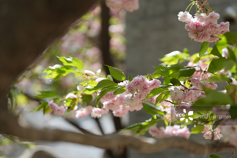 北京 春天 长富宫饭店 八重樱 染井吉野 樱花图片素材