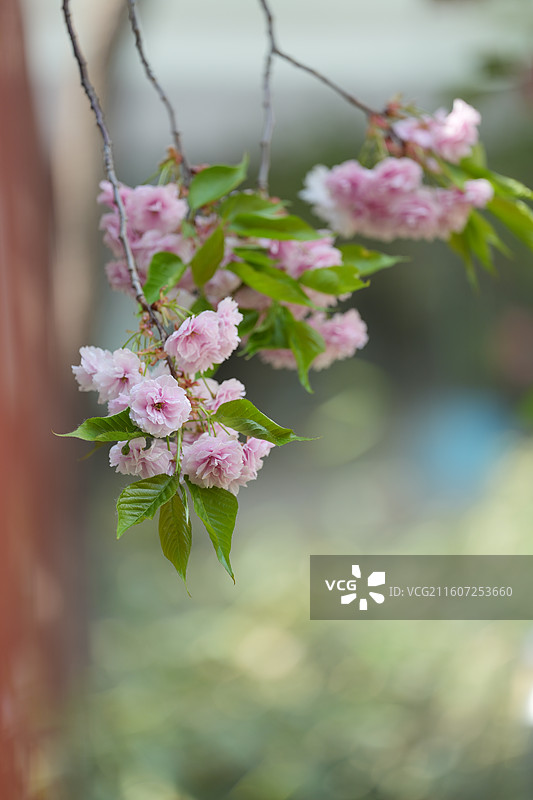 北京 春天 长富宫饭店 八重樱 染井吉野 樱花图片素材