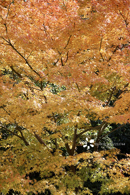 上海瑞金洲际酒店黄色枫树图片素材