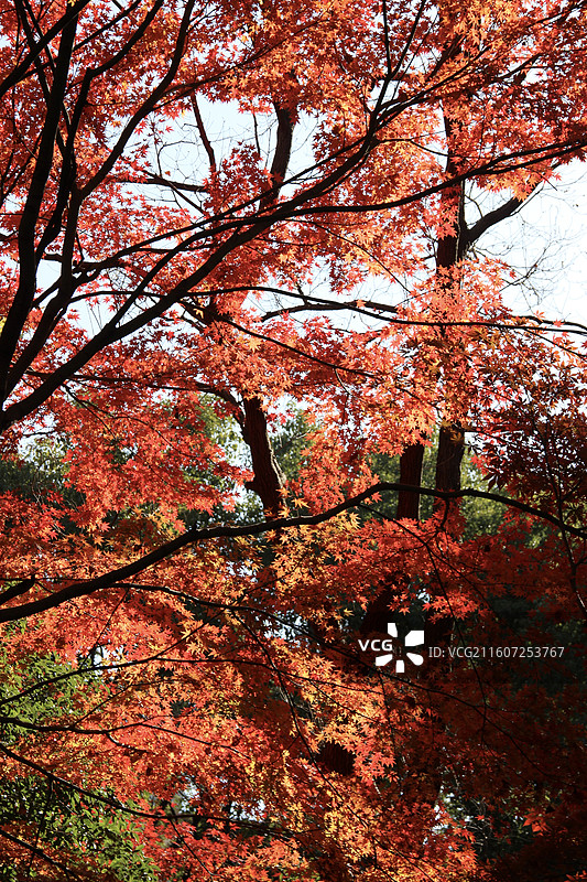 上海瑞金洲际酒店红色枫树图片素材